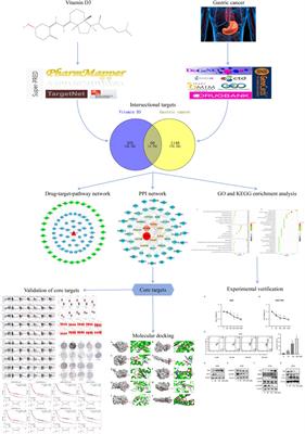 Vitamin D3 promotes gastric cancer cell autophagy by mediating p53/AMPK/mTOR signaling
